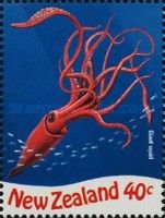Giant Squid (Architeuthis dux)