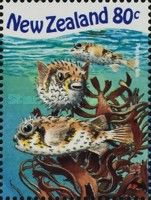 Longspined Porcupine Fish (Diodon holacanthus)