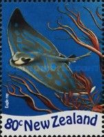 New Zealand Eagle Ray (Myliobatis tenuicaudatus) 