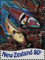 Sandager's Wrasse (Coris sandeyeri)