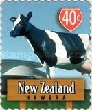 Hawera Cow