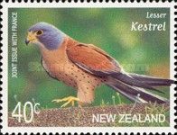 Lesser Kestrel (Falco naumanni)