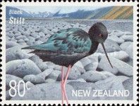 Black Stilt (Himantopus novaezelandiae)