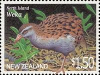 Weka (Gallirallus australis)