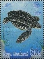 Leatherback Sea Turtle (Dermochelys coriacea)