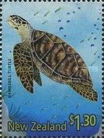 Hawksbill Turtle (Eretmochelys imbricata)