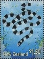 Blue-banded Sea Krait (Laticauda laticaudata) 
