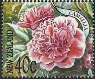 Camellia