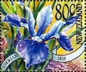 Siberian Iris