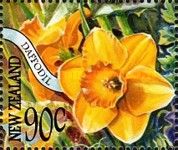 Daffodil