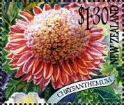 Chrysanthemum