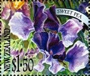 Sweet Pea