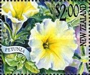 Petunia