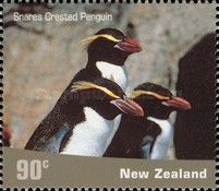 Snares Crested Penguin (Eudyptes robustus)