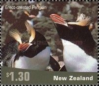 Erect-crested Penguin (Eudyptes sclateri)