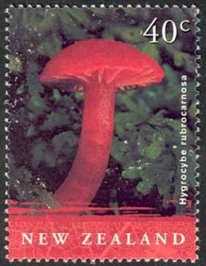 Hygrocybe rubrocarnosa