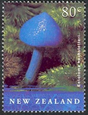 Entoloma hochstetteri