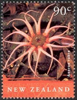 Aseroe rubra