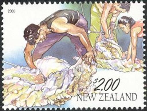 Sheep Shearing