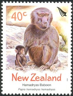 Hamadryas Baboon (Papio hamadryas hamadryas)
