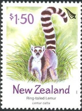 Ring-tailed Lemur (Lemur catta)
