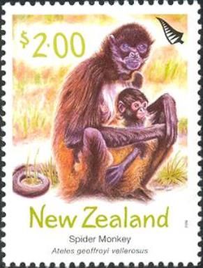 Central American Spider Monkey (Ateles geoffroyi vellerosus)