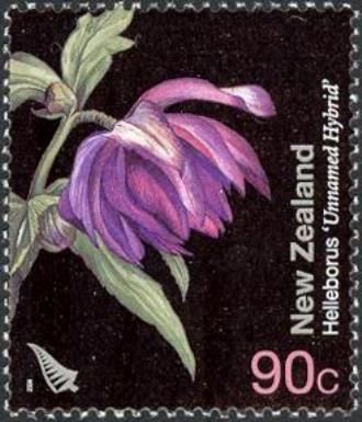 Helleborus sp.