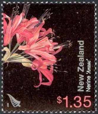 Nerine 'Anzac'