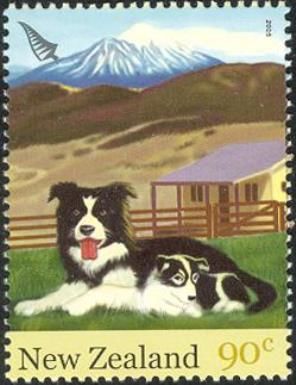Australian Shepherd (Canis lupus familiaris)