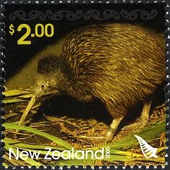 Southern Brown Kiwi (Apteryx australis)