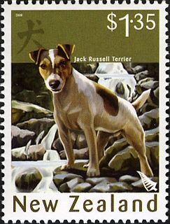 Jack Russell Terrier (Canis lupus familiaris)