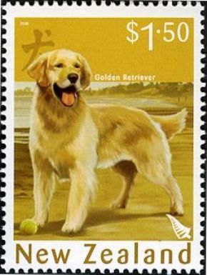 Golden Retriever (Canis lupus familiaris)