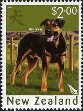 Huntaway (Canis lupus familiaris)