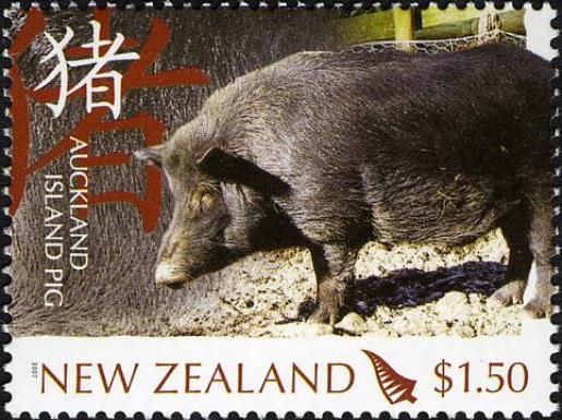Auckland Island Pig (Sus scrofa domestica)