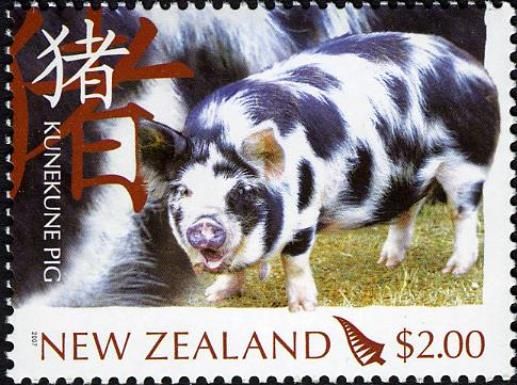 Kunekune Sow “Ruby” (Sus scrofa domestica)