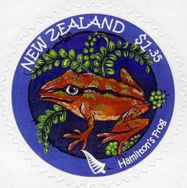 Hamilton's frog (Leiopelma hamiltoni)