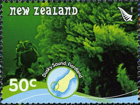 Corals, Dusky Sound - Fiordland