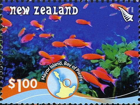 Splendid Perch, Mayor Island - Bay of Plenty