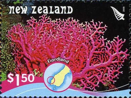 Red Coral (Errina novaezelandiae), Fiordland