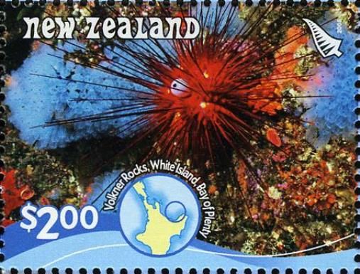 Red Sea Urchin, Volkner Rocks - White Island, Bay of Plenty