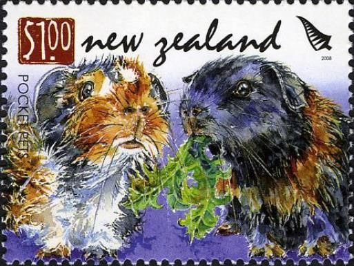Domestic Guinea Pig (Cavia porcellus)