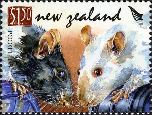 Fancy Rat (Rattus norvegicus forma domestica)