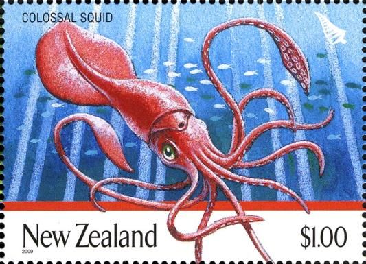 Colossal Squid (Mesonychoteuthis hamiltoni) 