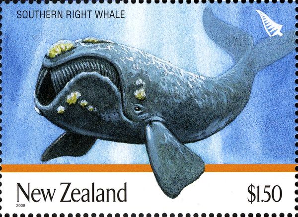 Southern Right Whale (Eubalaena australis)