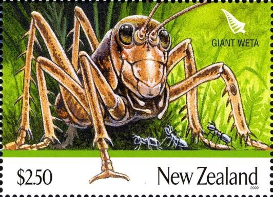 Giant Weta (Deinacrida sp.) 