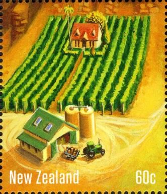 Hawkes Bay Vineyard