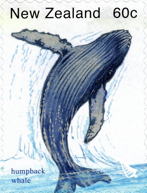 Humpback Whale (Megaptera novaeangliae)