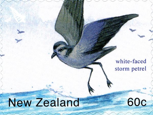 White-faced Storm-petrel (Pelagodroma marina)