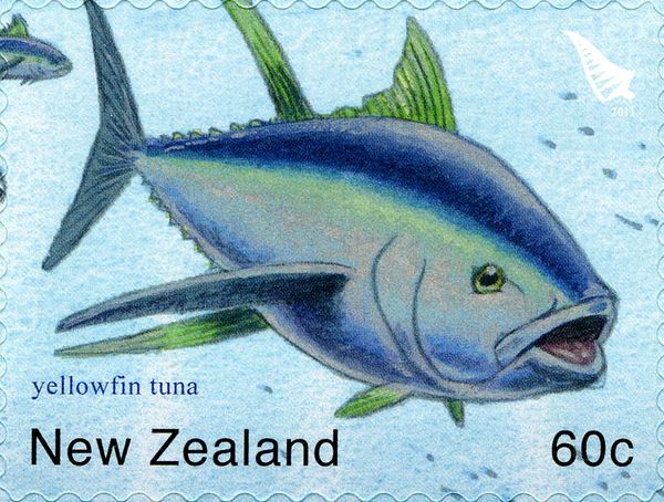 Yellowfin Tuna  (Thunnus albacares)