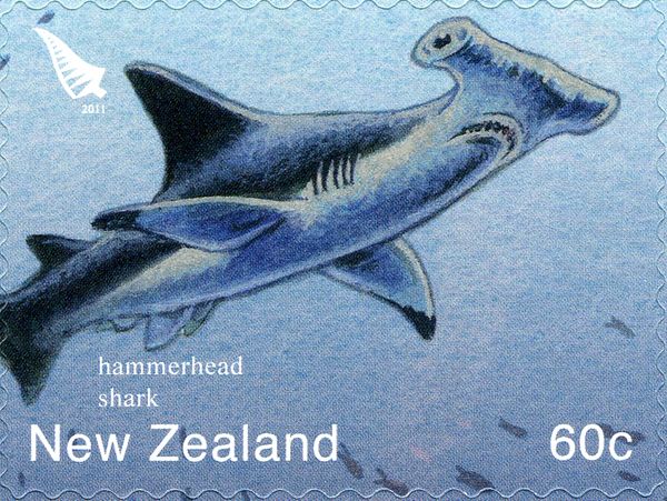Great Hammerhead (Sphyrna mokarran)